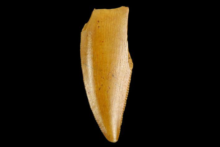 Raptor Tooth - Real Dinosaur Tooth #124794